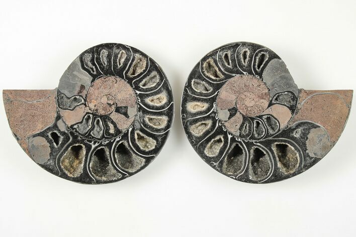 Cut/Polished Ammonite (Phylloceras?) Pair - Unusual Black Color #166015